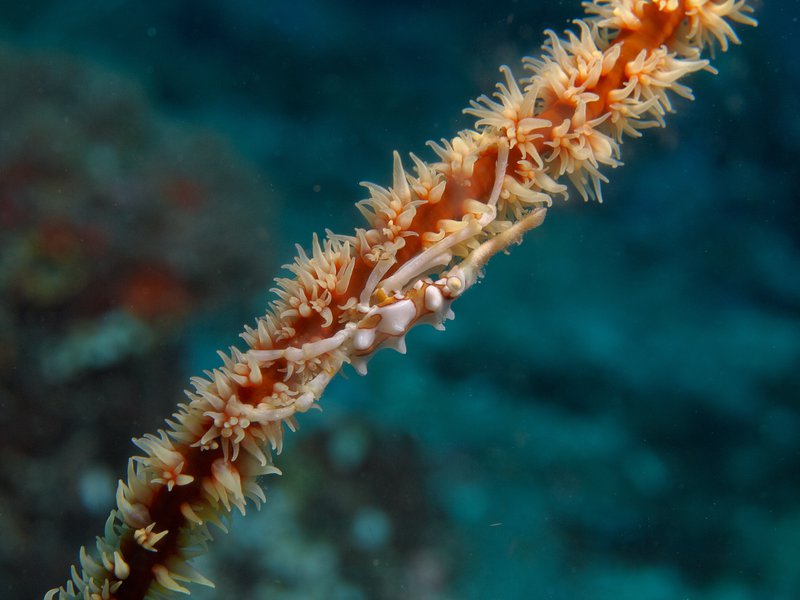 Spider Crab, Shark Point